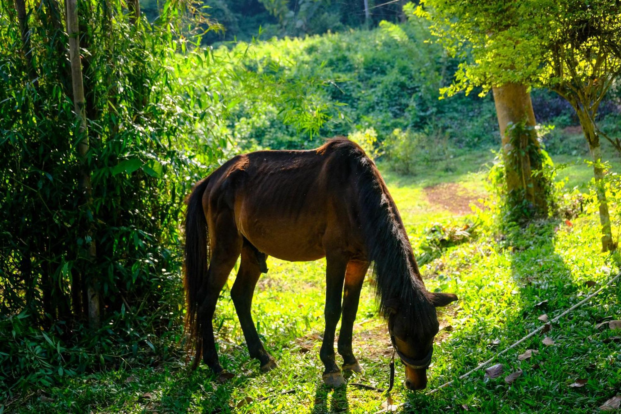 Hillside - Nature Lifestyle Lodge Luang Prabang Bagian luar foto